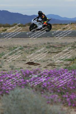 media/Jan-14-2023-SoCal Trackdays (Sat) [[497694156f]]/Turn 14 Exit Bloomig (145pm)/